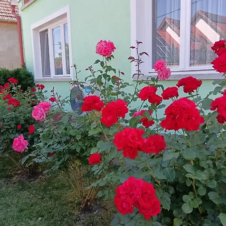 Margo Vendeghazak Hajdúszoboszló